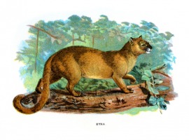 jaguarundi