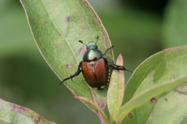 Japanese beetle