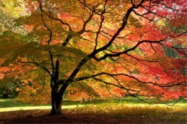 Japanese maple