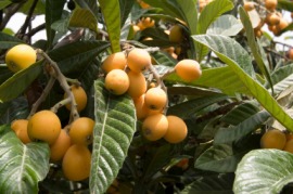Japanese plum