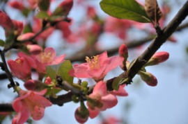 Japanese quince