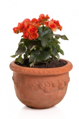 jardiniere