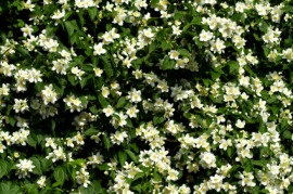 jasmine