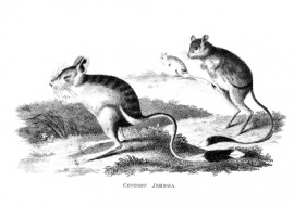 jerboa