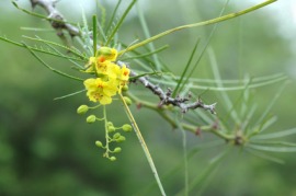 Jerusalem thorn
