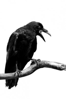 jet-black