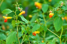 jewelweed