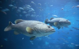 jewfish