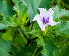 jimsonweed