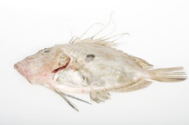 John Dory