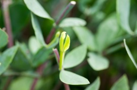 jojoba