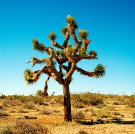 Joshua tree