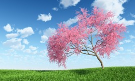 Judas tree