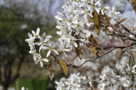 Juneberry