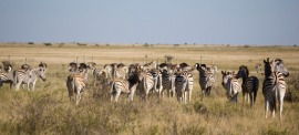 Kalahari