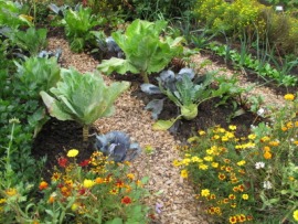 kaleyard