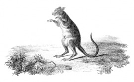 kangaroo rat