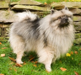 keeshond