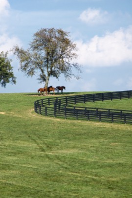 Kentucky bluegrass