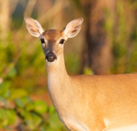 key deer