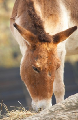 kiang