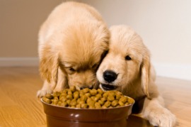 kibble