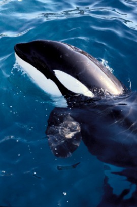 killer whale