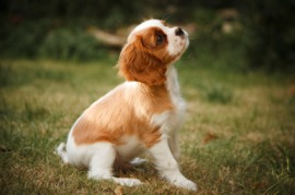 King Charles spaniel