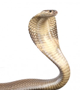 king cobra