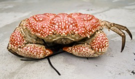 king crab