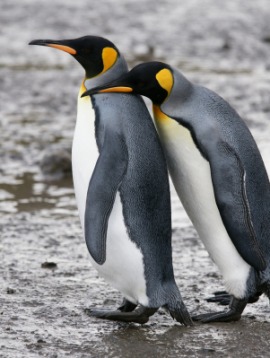 king penguin