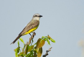 kingbird