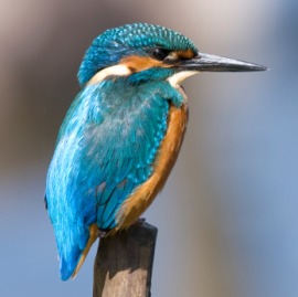 kingfisher