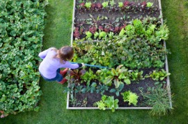 kitchen garden