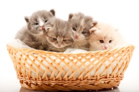 kitten