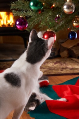 kittenish