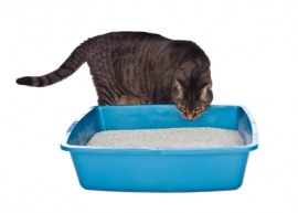 kitty litter