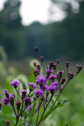 knapweed