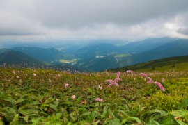 knotweed