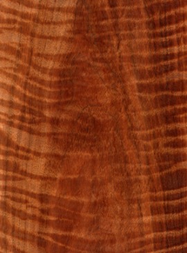 koa