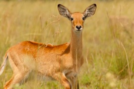 kob