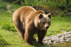 Kodiak bear
