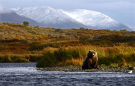 Kodiak