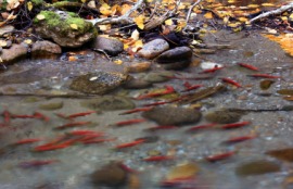 kokanee