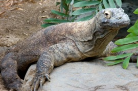 Komodo dragon
