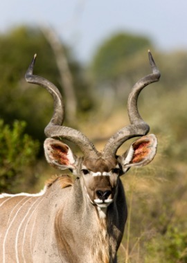 kudu