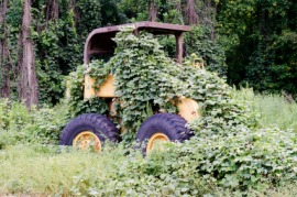 kudzu