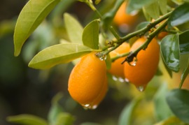 kumquat