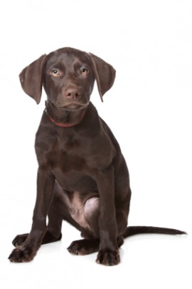 Labrador retriever