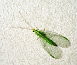 lacewing